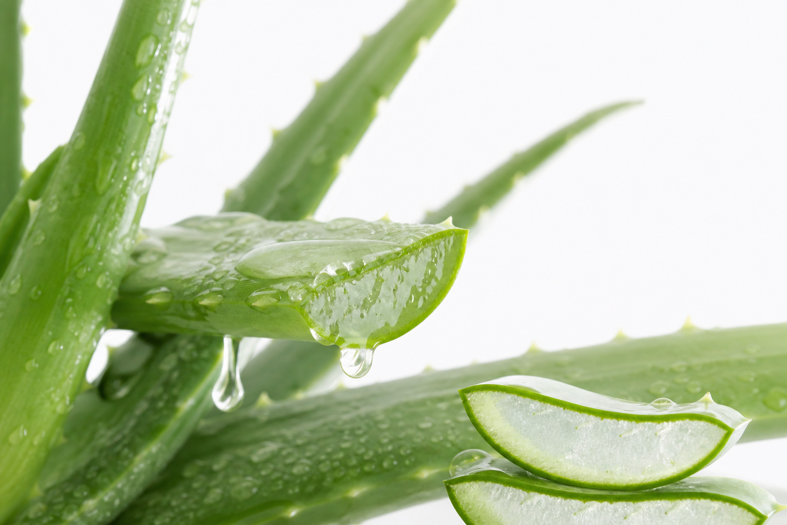 Aloe vera frais